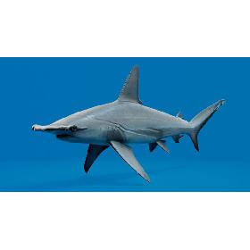 Hammerhead Shark 3D model